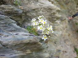 Image of Livelong Saxifrage