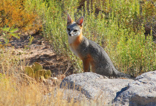 Image of Grey Foxes