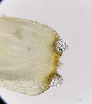 Image of calliergonella moss