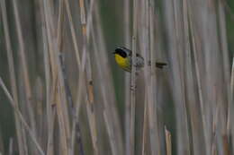 Geothlypis trichas (Linnaeus 1766) resmi