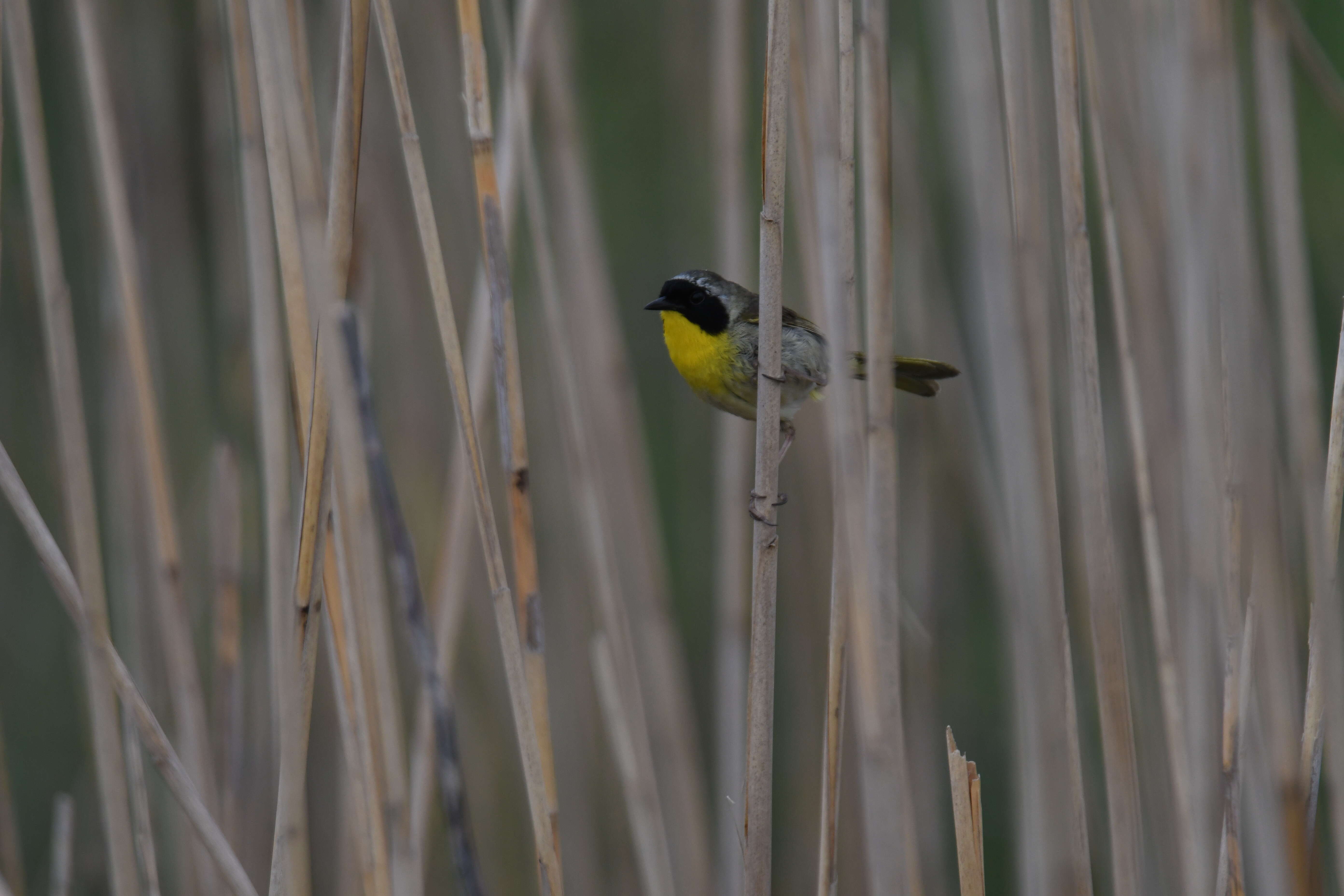 Image of Common Yellowthroat