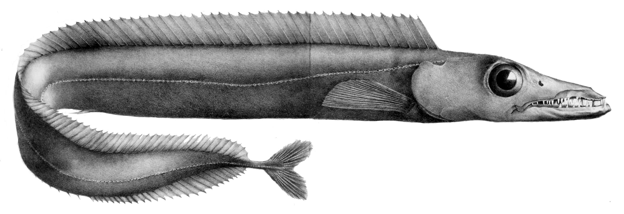 Image of Aphanopus