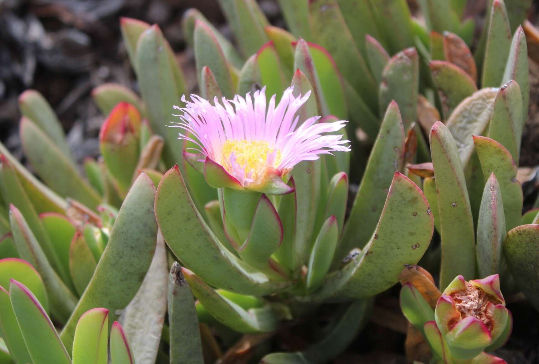 Image of Carpobrotus mellei (L. Bol.) L. Bol.