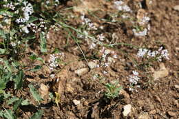 Image of squinancywort