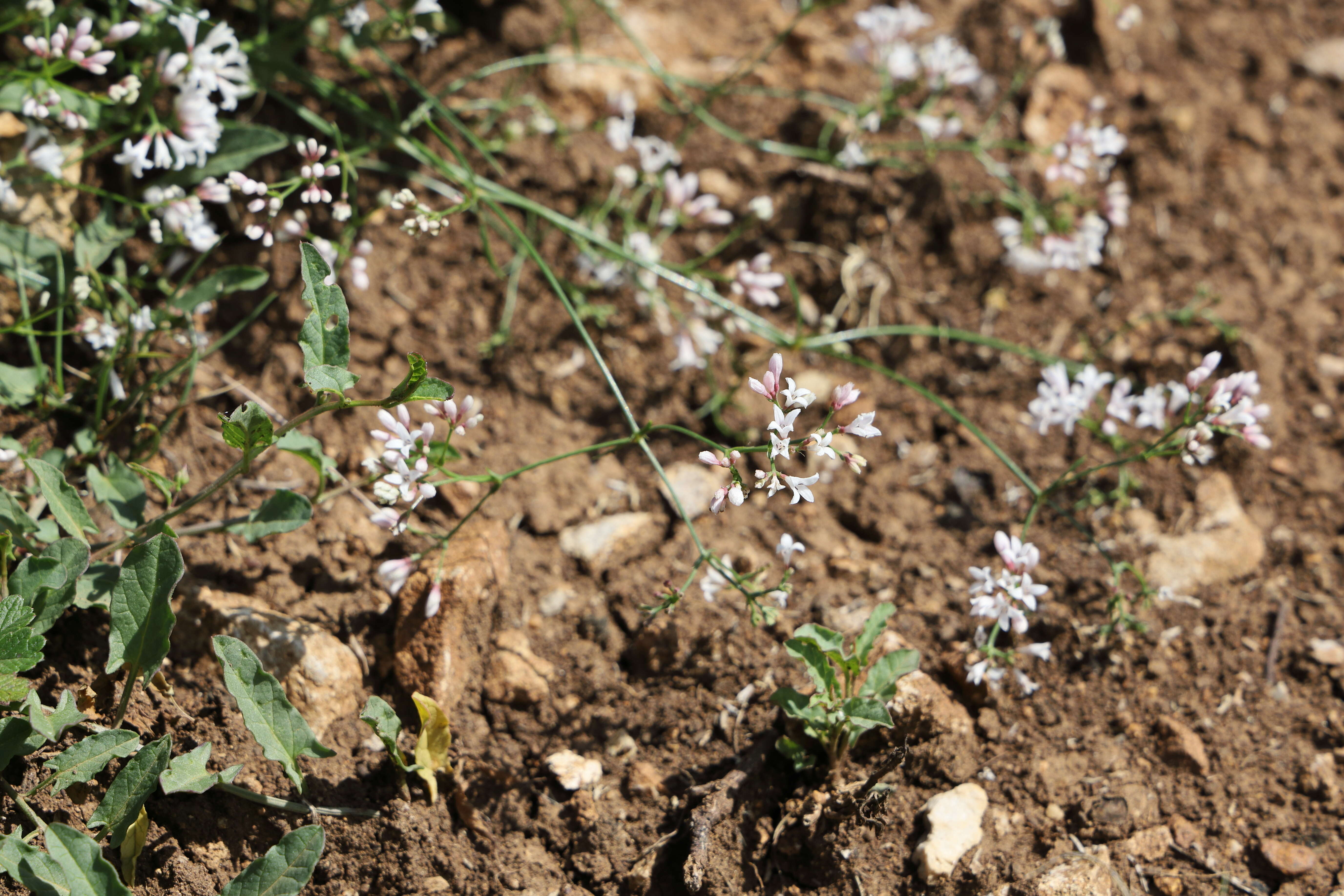 Image of squinancywort