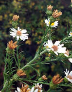 Image of hairy white oldfield aster