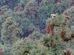 Imagem de Gyps himalayensis Hume 1869