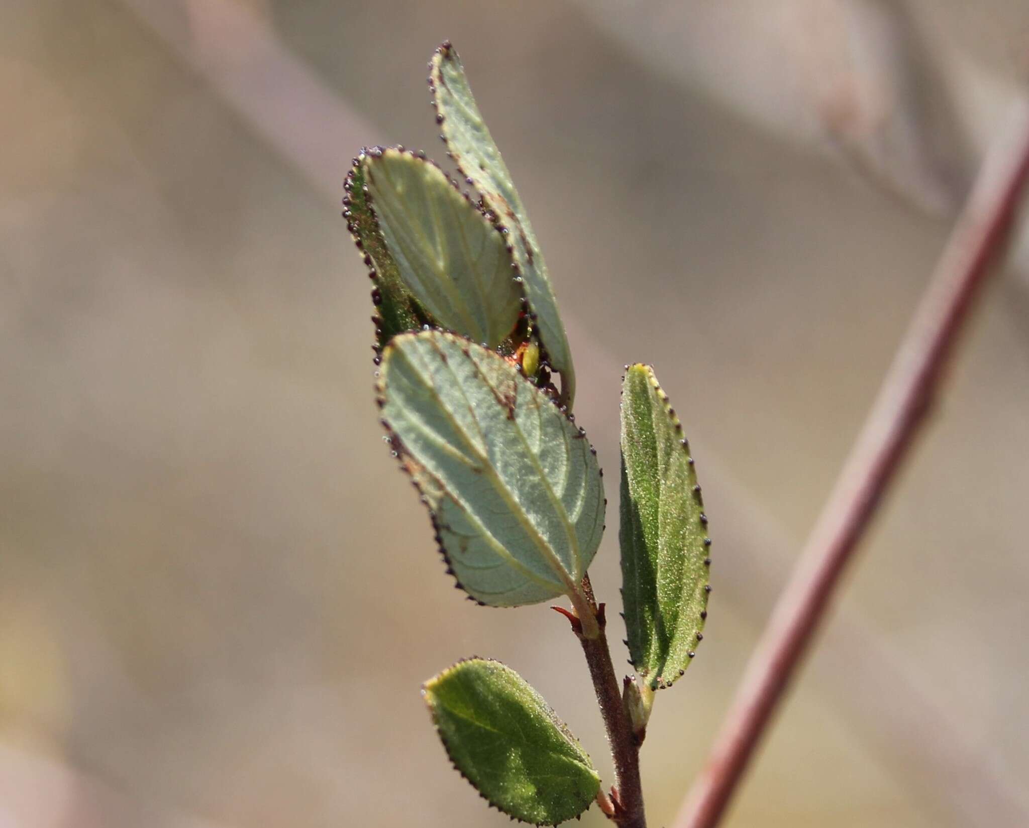 Image of woolyleaf ceanothus