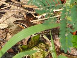 Image of Allapalli Grass Skink