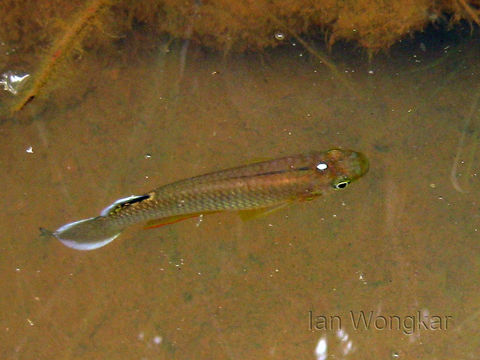 18.https www inaturalist org photos 62520.580x360