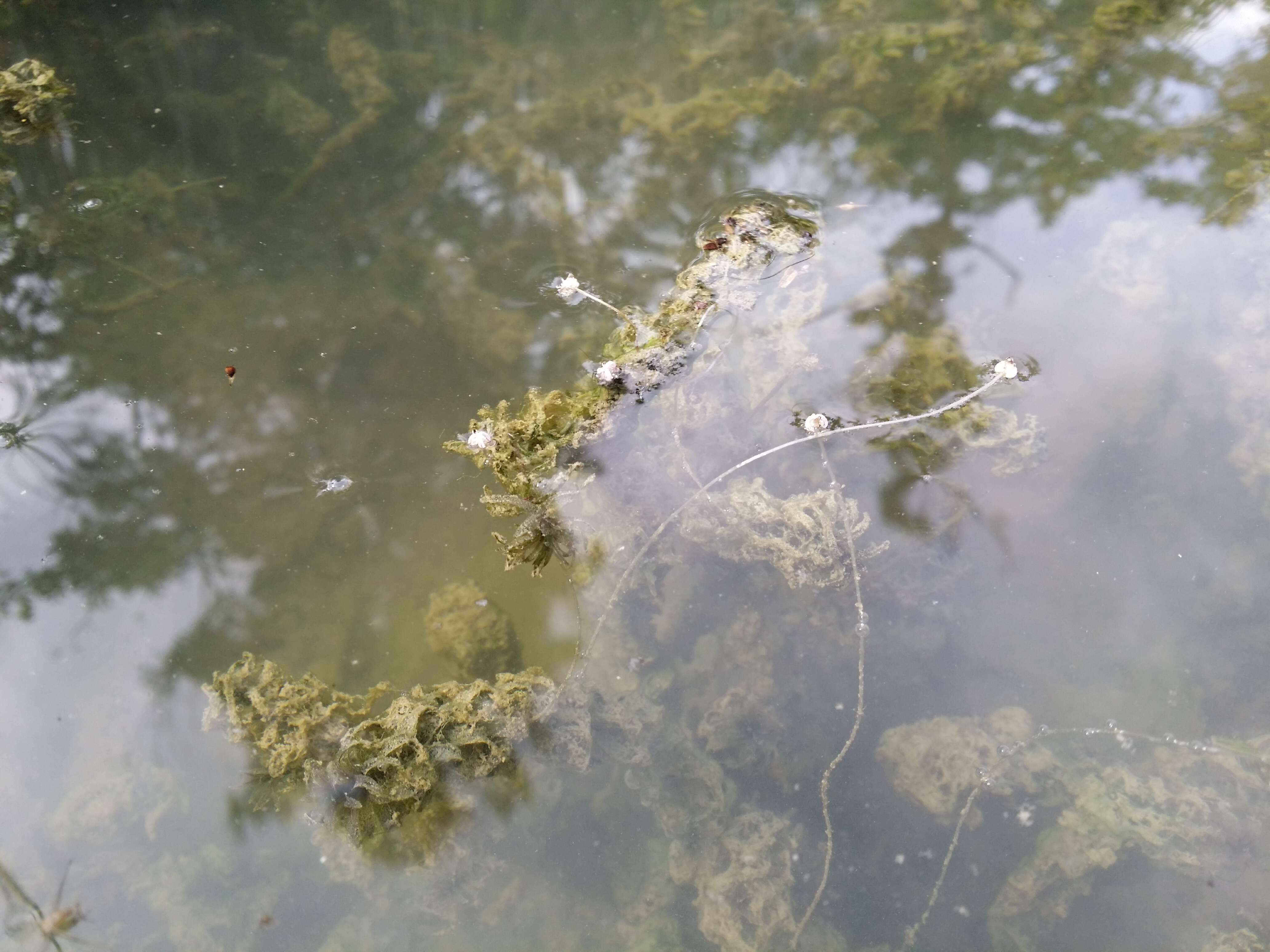 Image of western waterweed