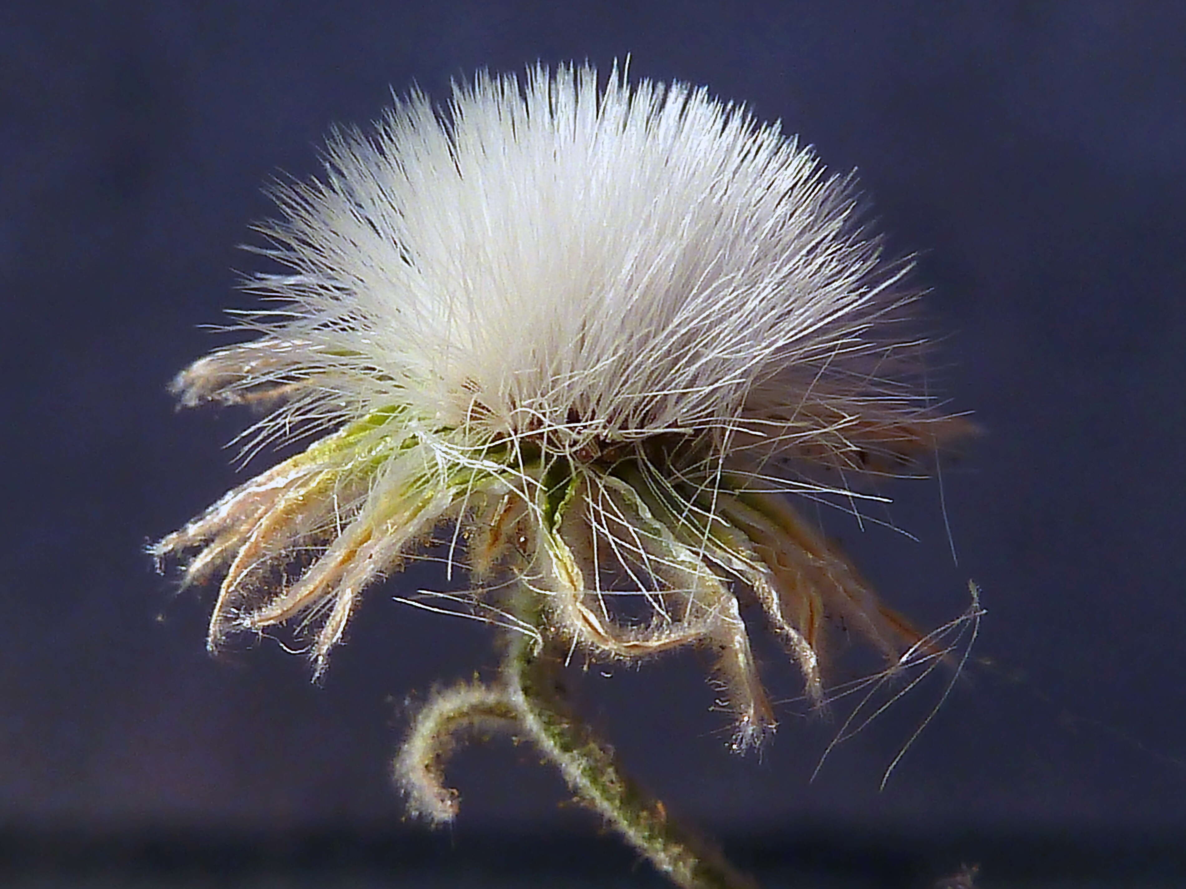 Image of Andryala integrifolia L.