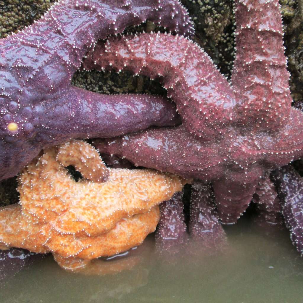 Image of ochre stars