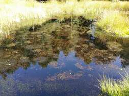 Image of Bladderwort