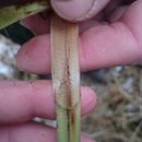 Image of <i>Carex riparia</i>
