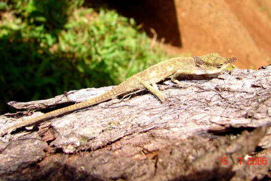 Image of Maroantsetra Chameleon