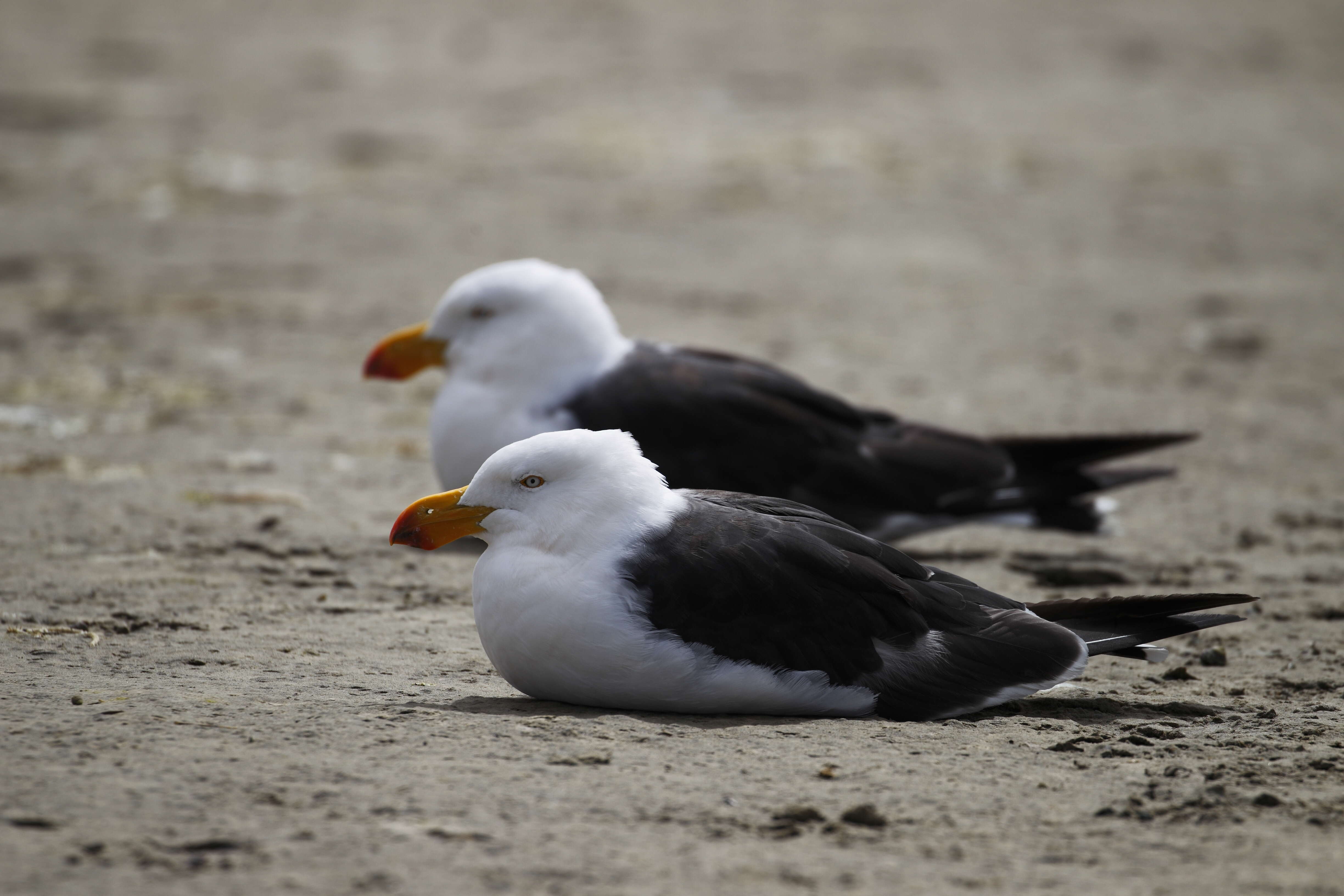 Image of Pacific Gull