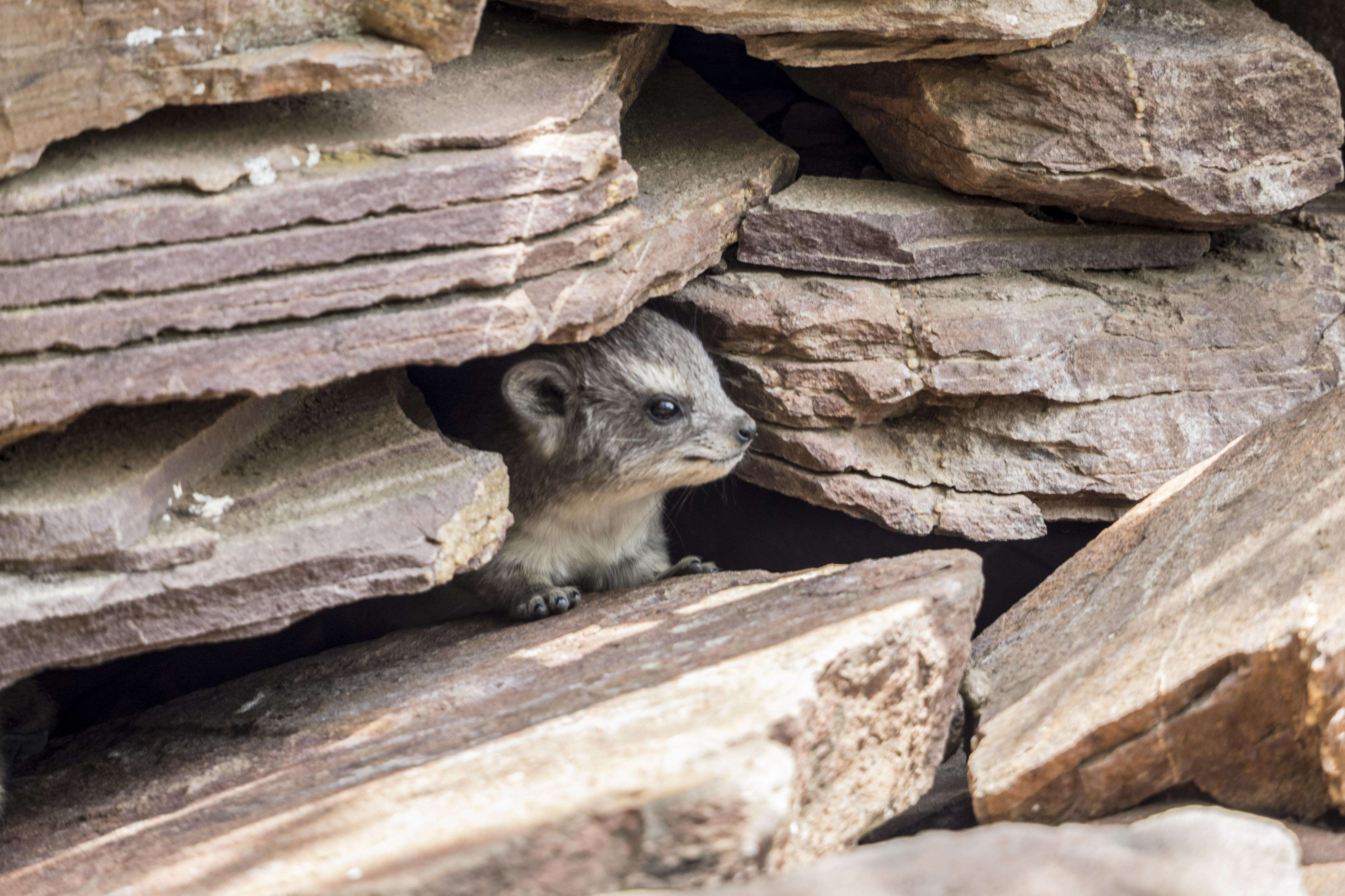 Image of Rock Hyrax