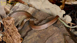 Image of Japanese Keelback