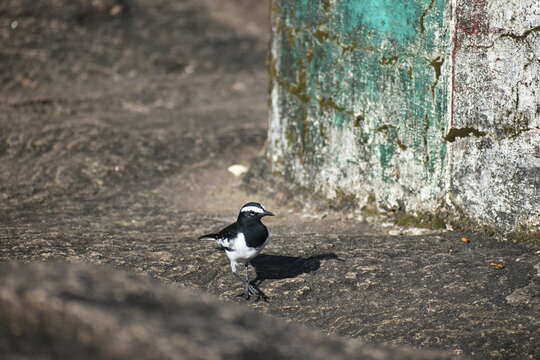 Image of White-browed Wagtail