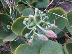 Image of pig's ear