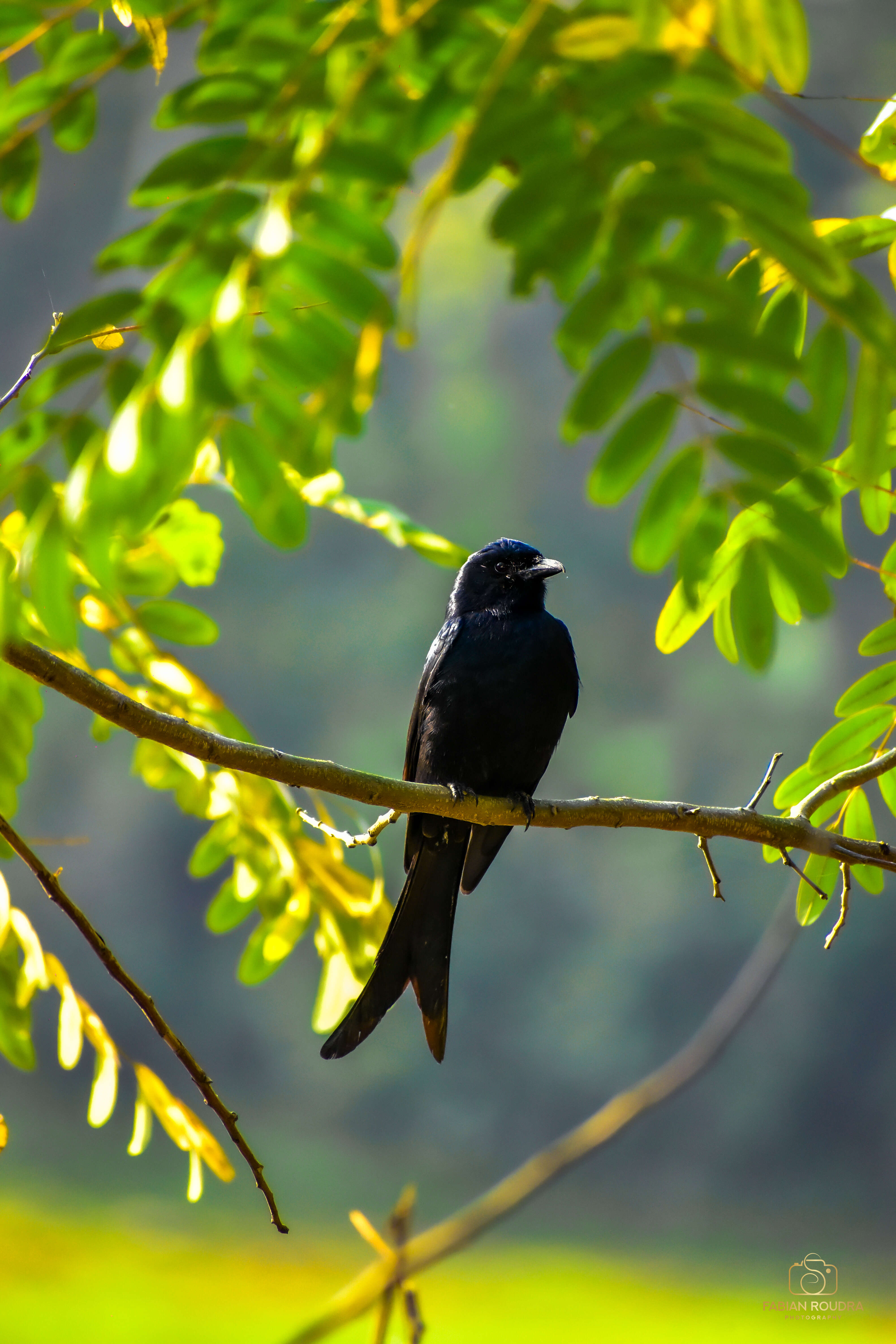 Image of Black Drongo