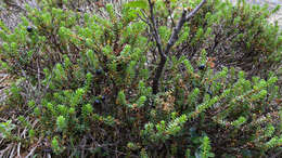 Image of black crowberry