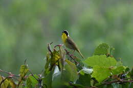 Image of Common Yellowthroat