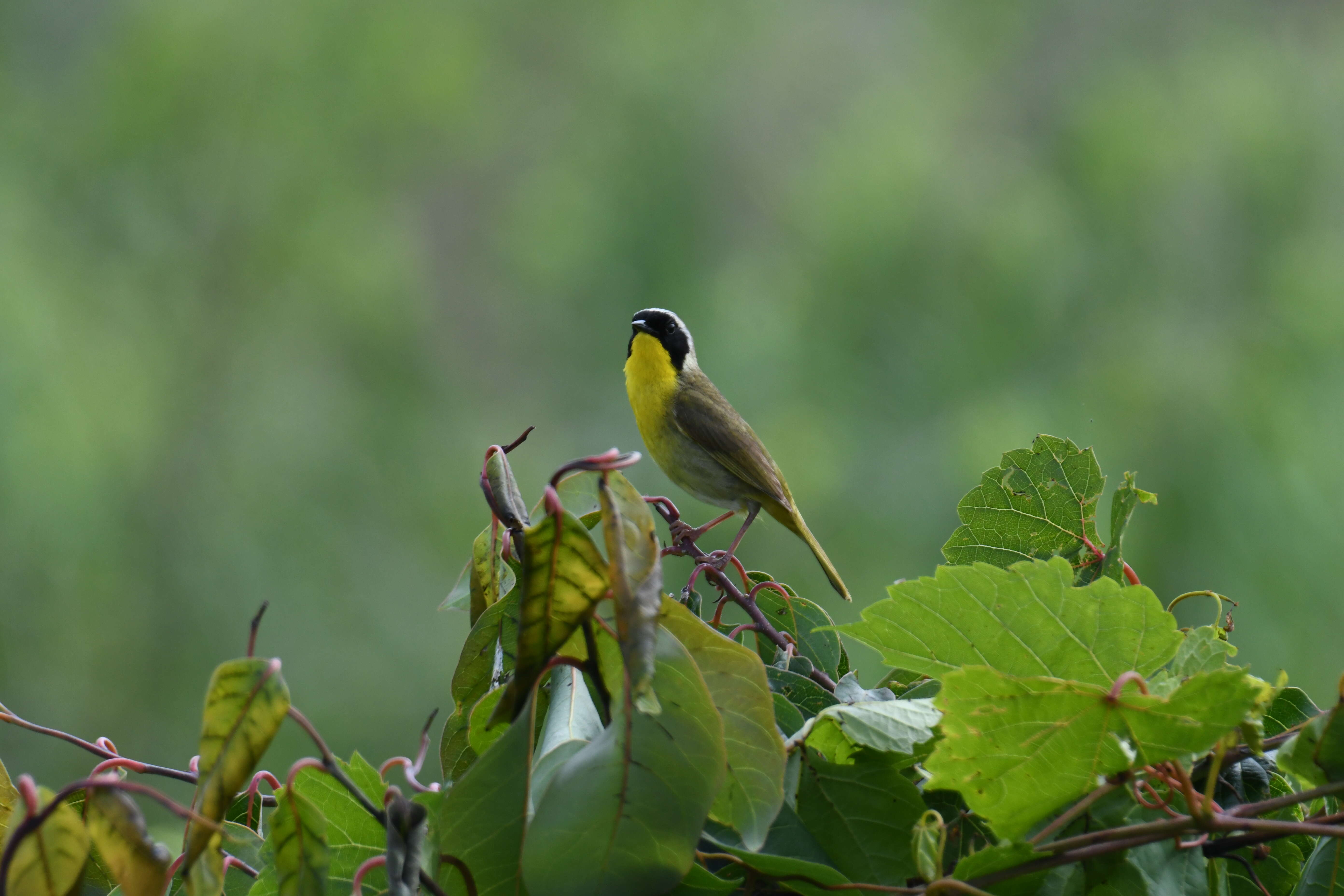 Geothlypis trichas (Linnaeus 1766) resmi