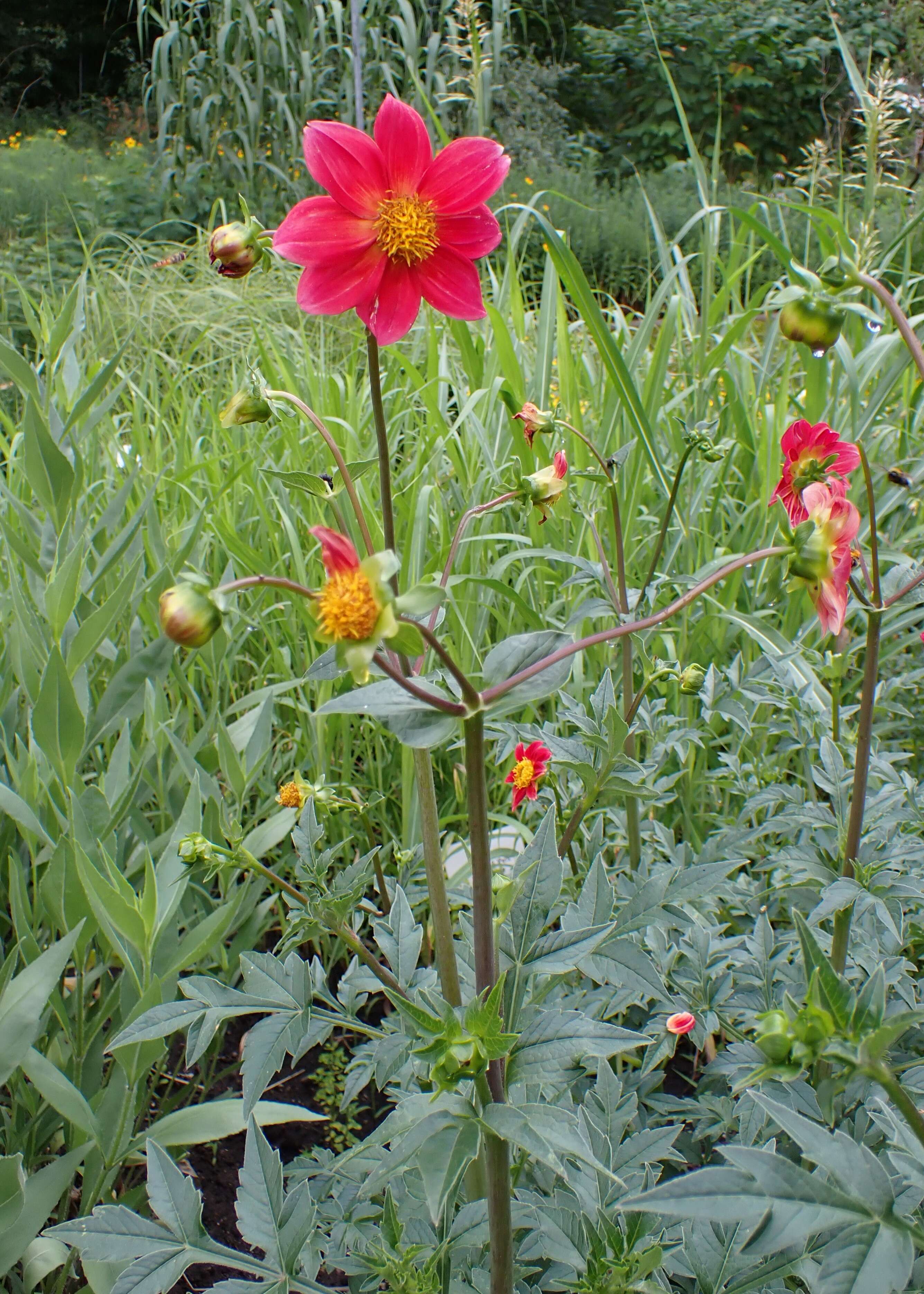 Image of red dahlia