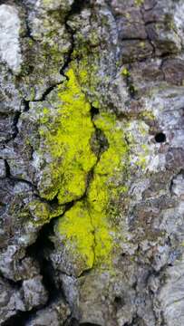 Image of dust lichen