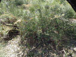 Image of Hakea varia R. Br.