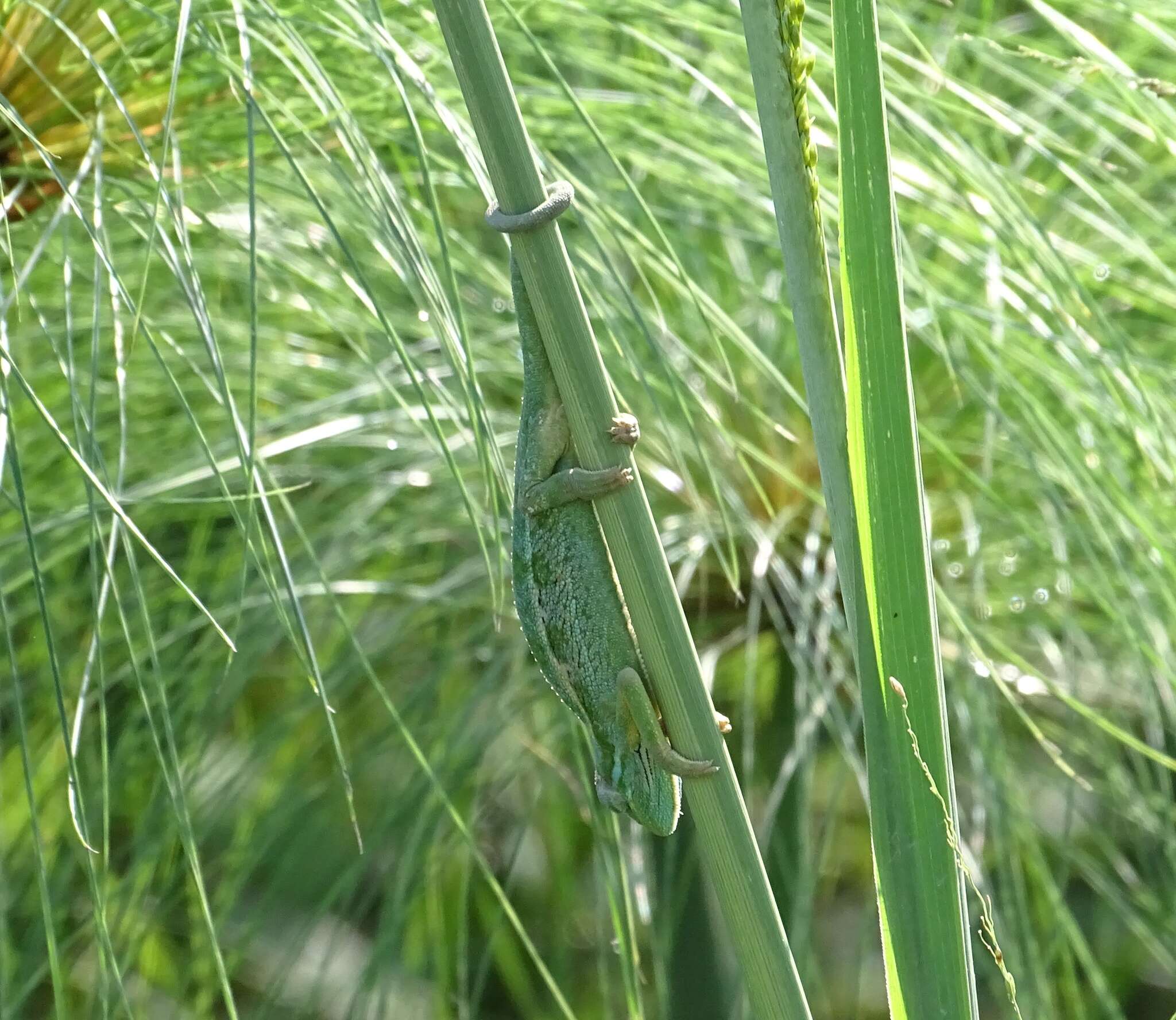 Image de Caméléon d'Elliot