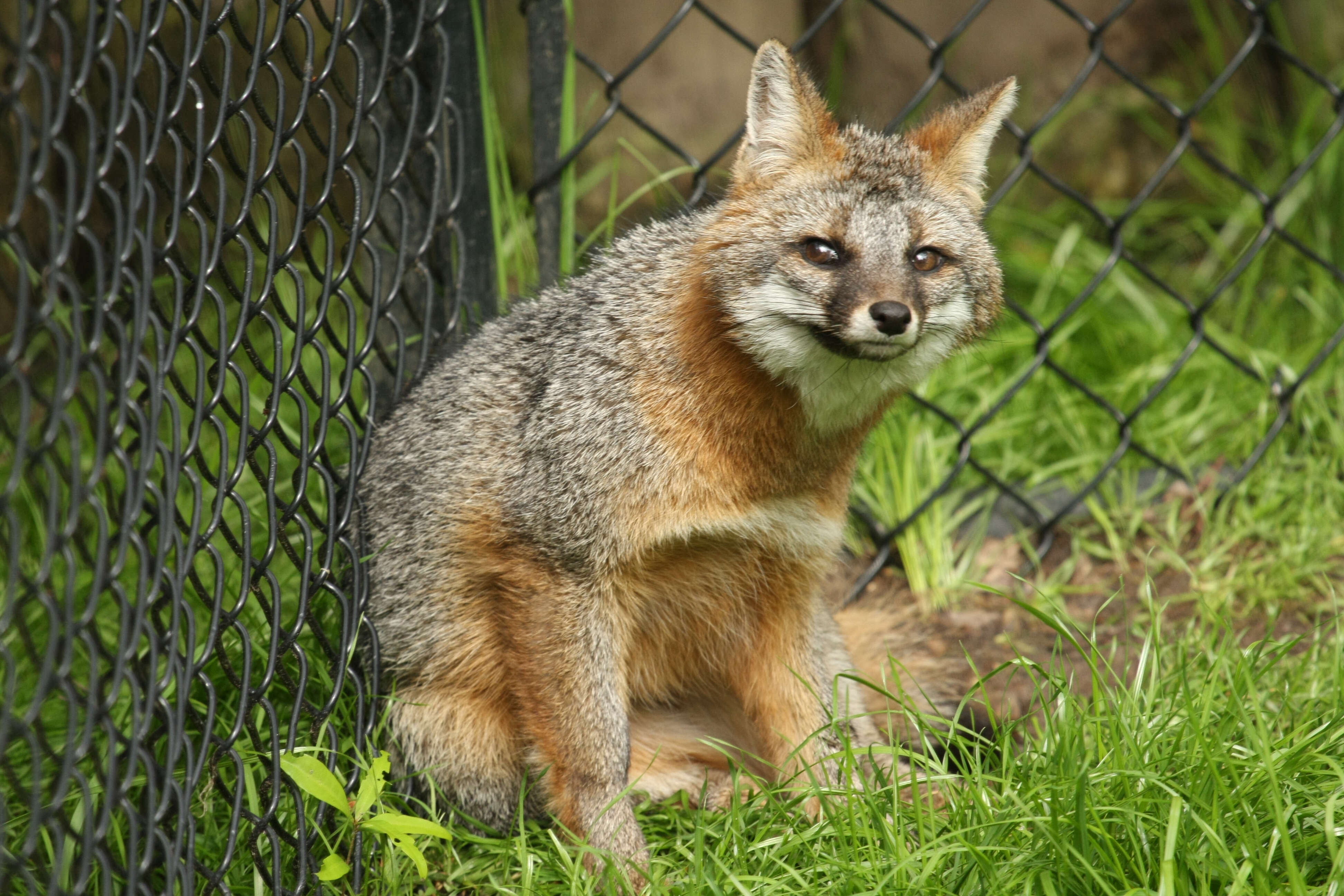 Image of Grey Foxes