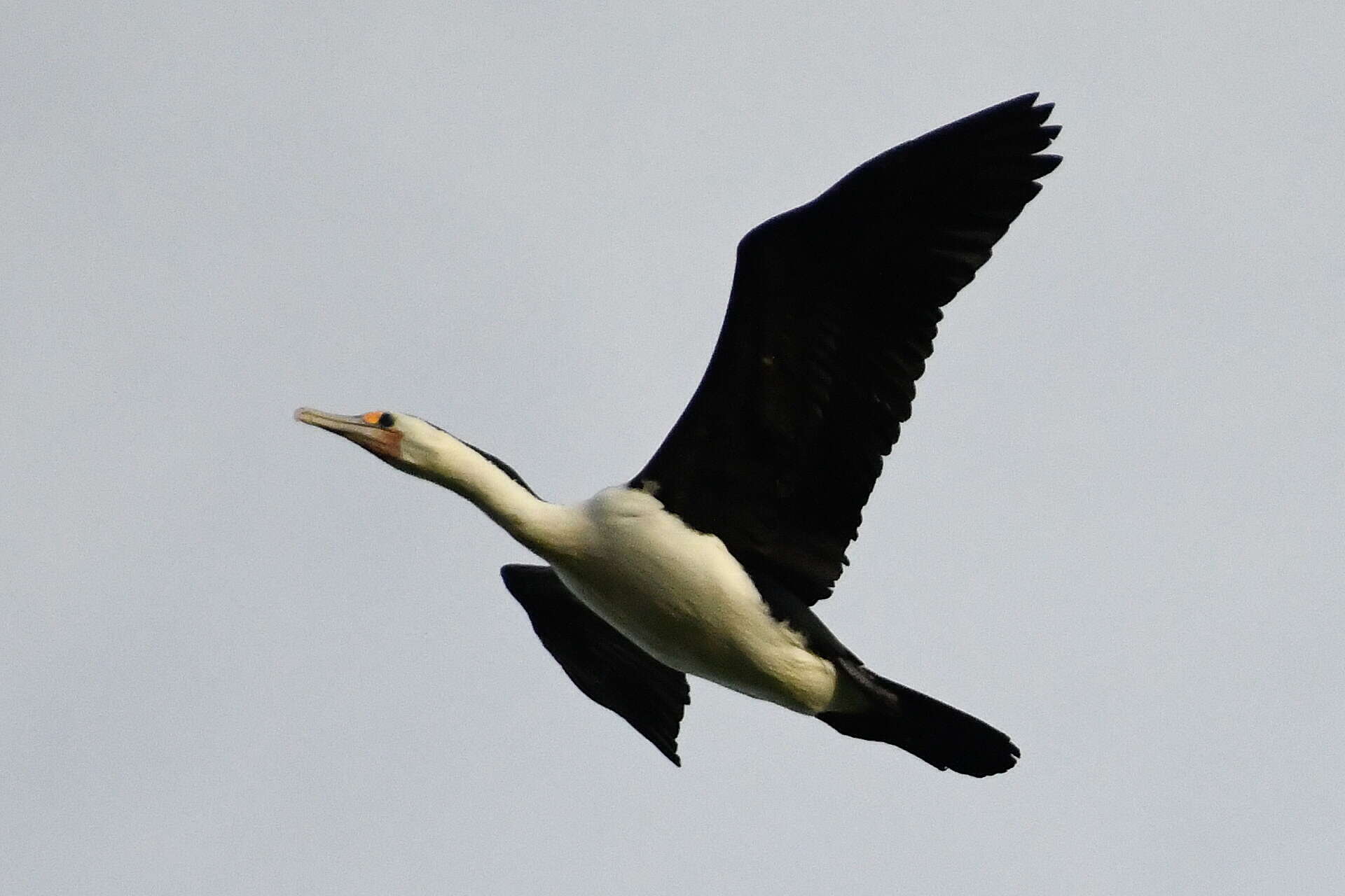 Image of Australian Pied Cormorant