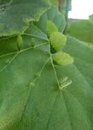 Image of Begonia hispida Schott ex A. DC.