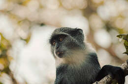 Image of blue monkey