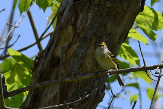 Image of White-eyed Vireo