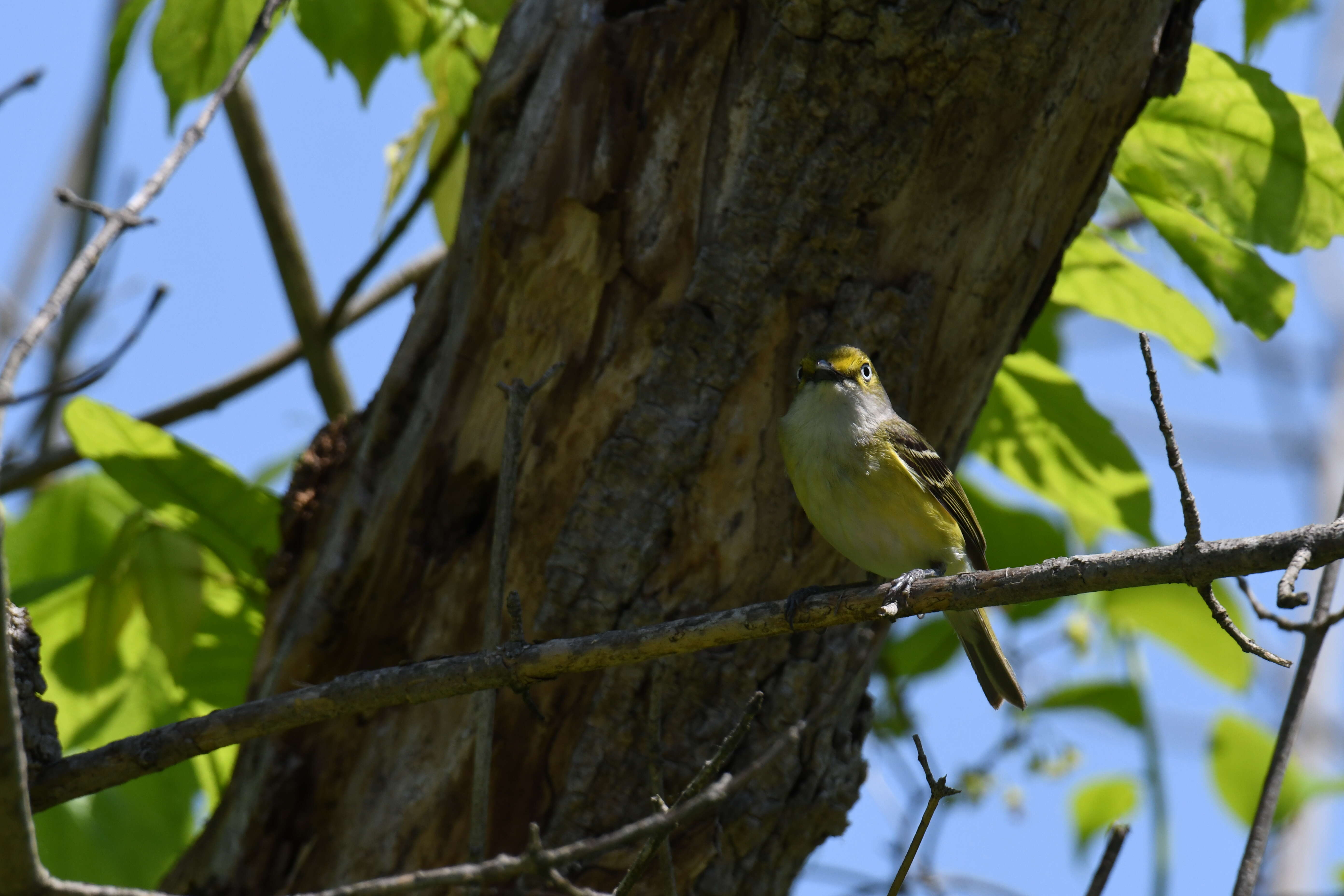 Слика од Vireo griseus (Boddaert 1783)