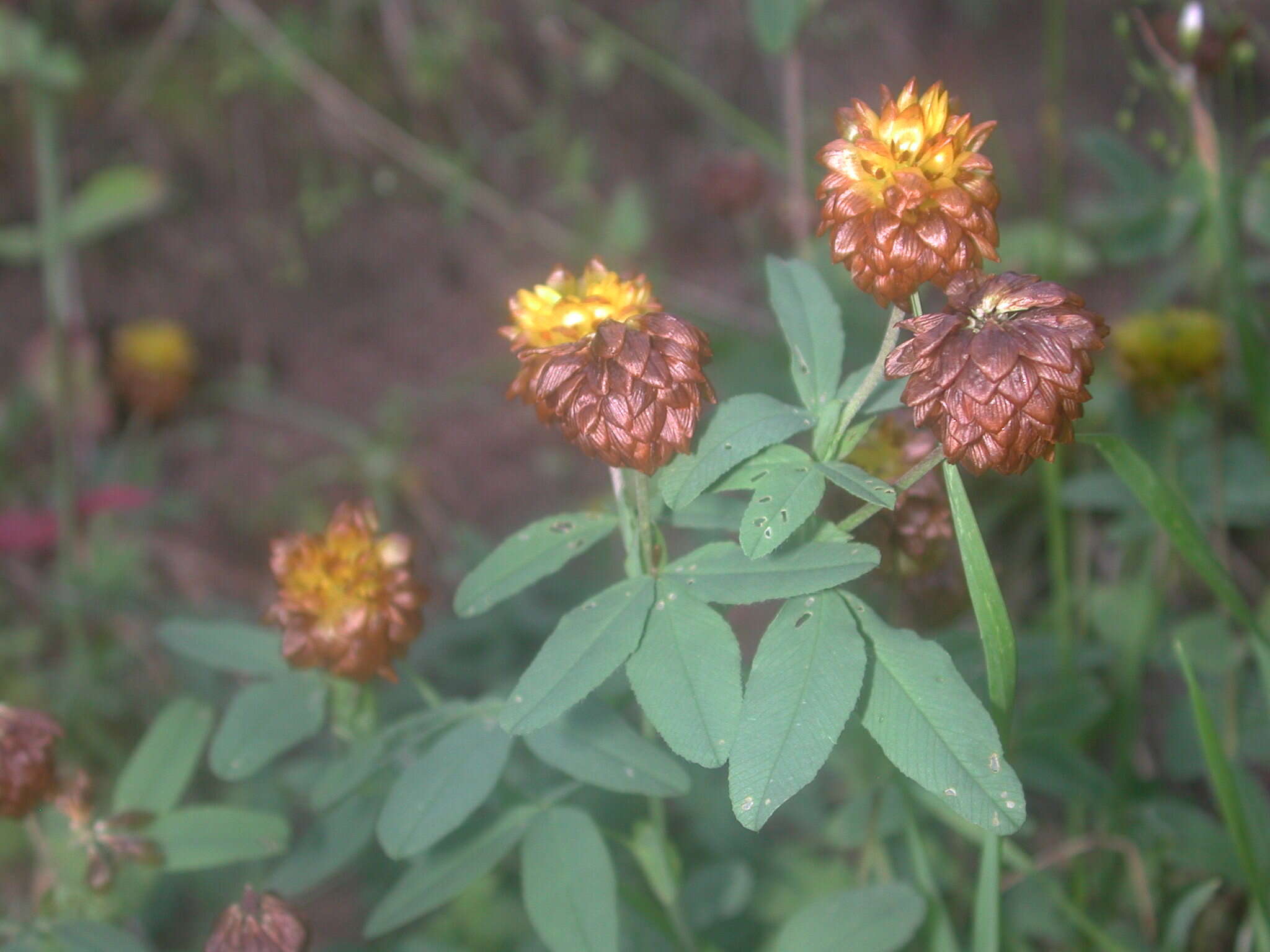 Image of brown clover