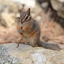 Image of Cliff Chipmunk