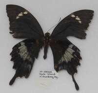 Image of Papilio godeffroyi Semper 1866