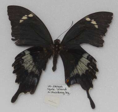 Imagem de Papilio godeffroyi Semper 1866