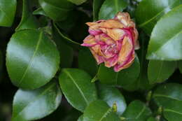 Image of camellia