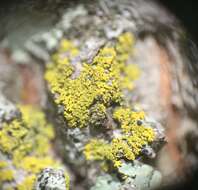 Image of lemon lichen