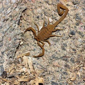 Image of Arizona Bark Scorpion