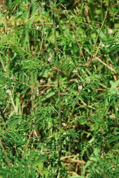 Image of Sensitive weed