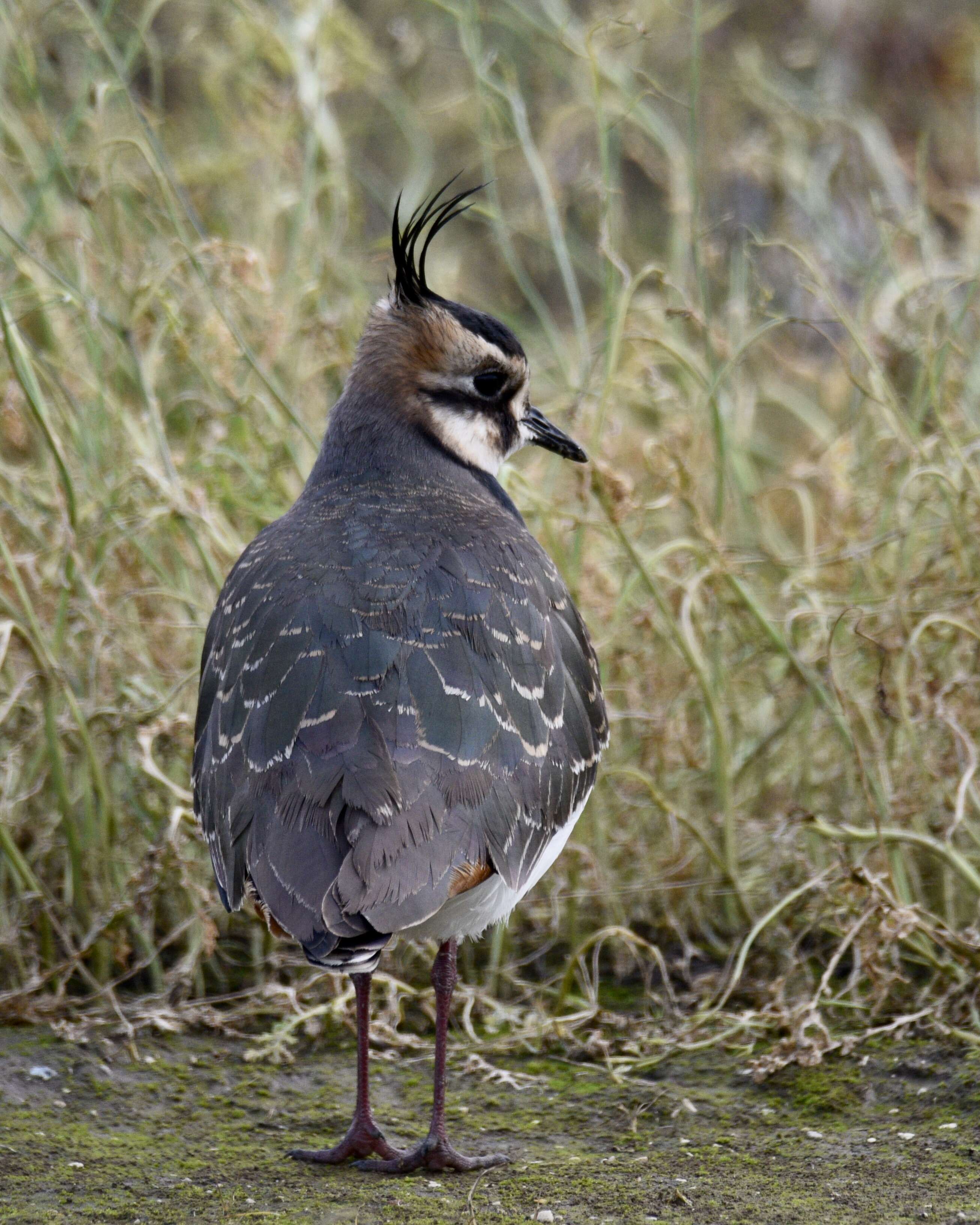 Image of Lapwing