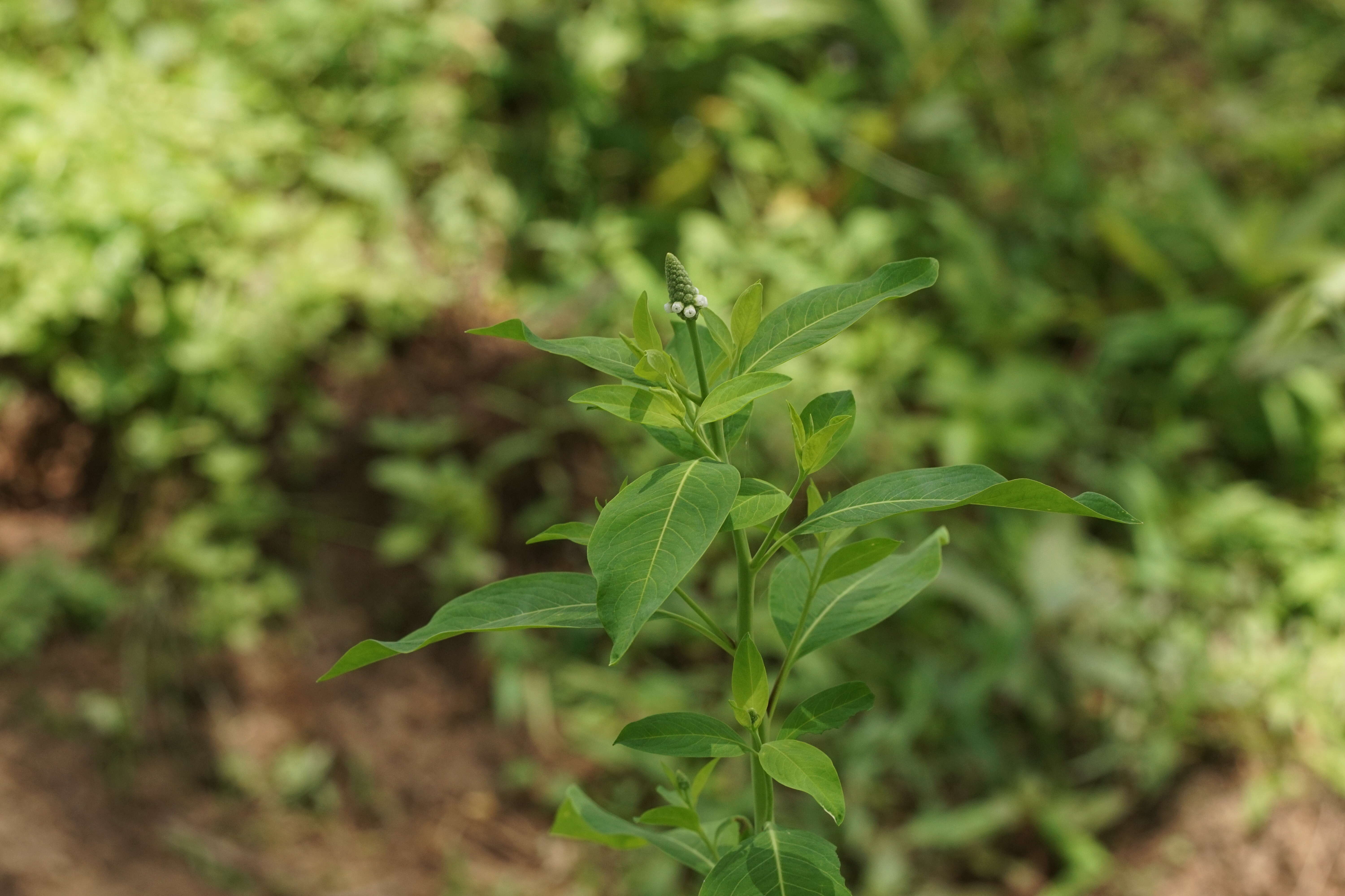 Image of Sphenocleaceae