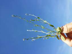 Image of strict forget-me-not